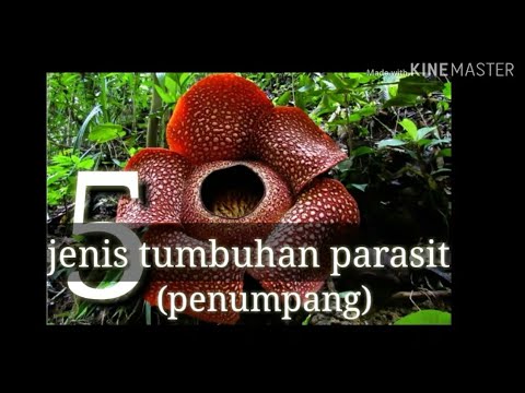 Video: Apa Itu Tumbuhan Parasit