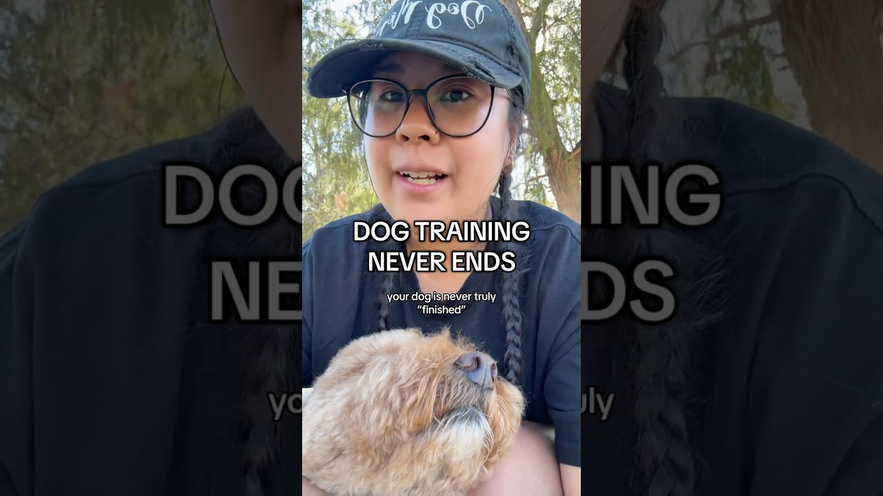 Дрессировка собак никогда по-настоящему не заканчивается...