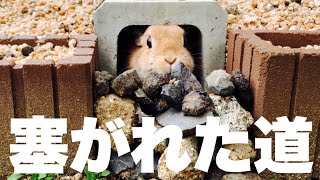 この時うさぎのとった行動がIQ高すぎた　No.1117