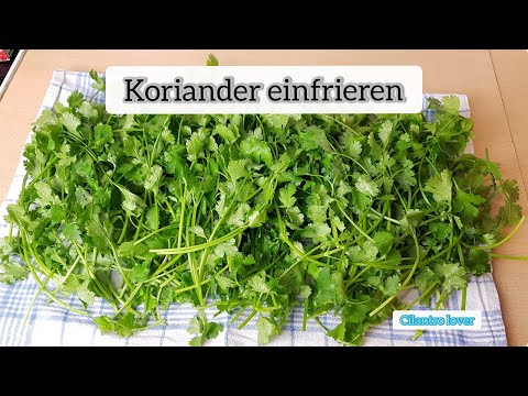 Video: Koriander Richtig Lagern. Teil 3