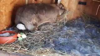мечта кроликовода , все крольчихи рожают в один день мечта кроликовода , все крольчихи рожают в один день