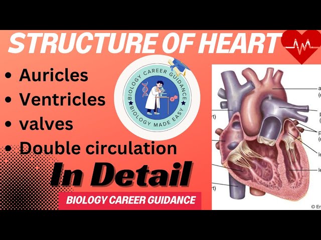 structure of Heart||Atria, ventricles and valves| In detail in telugu||useful for all entrance exams