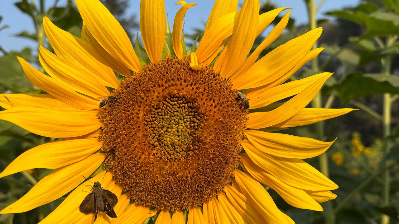 Beautiful natural flowers garden video 