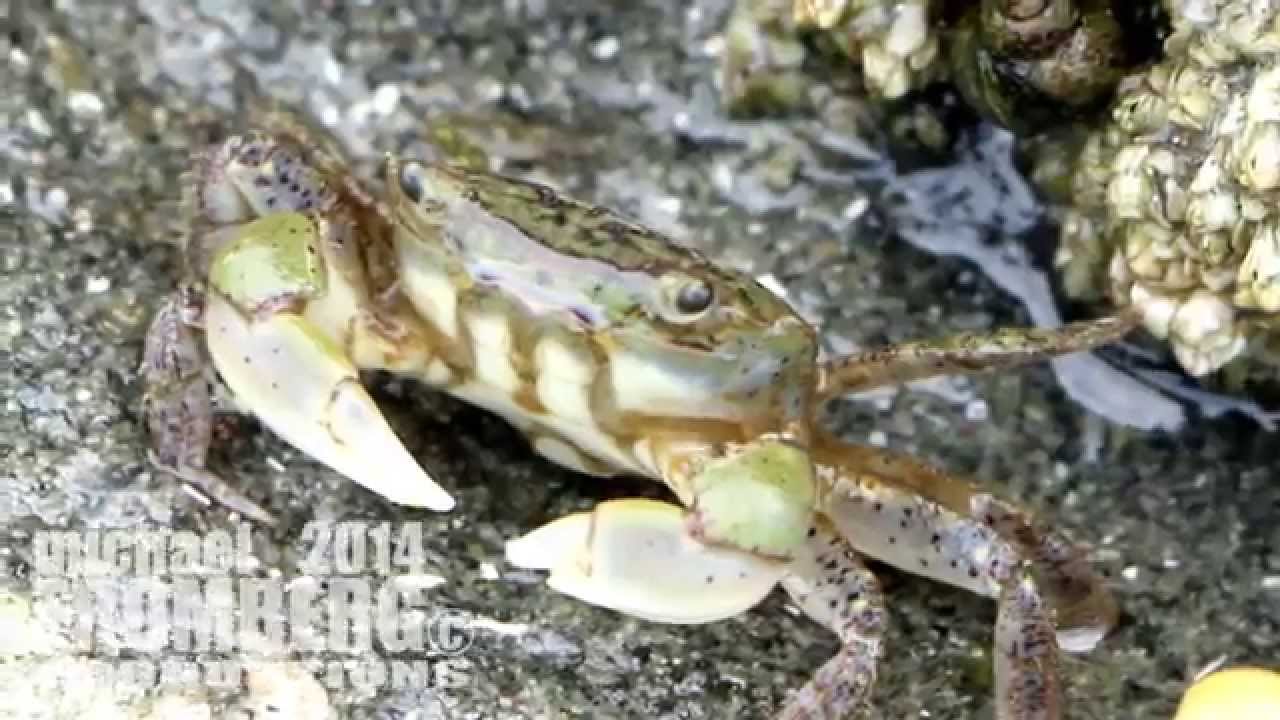 Vancouver Shore Crabs, Canon EOS 70D - Michael Fromberg