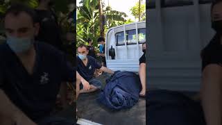 Hawksbill Sea Turtle Release