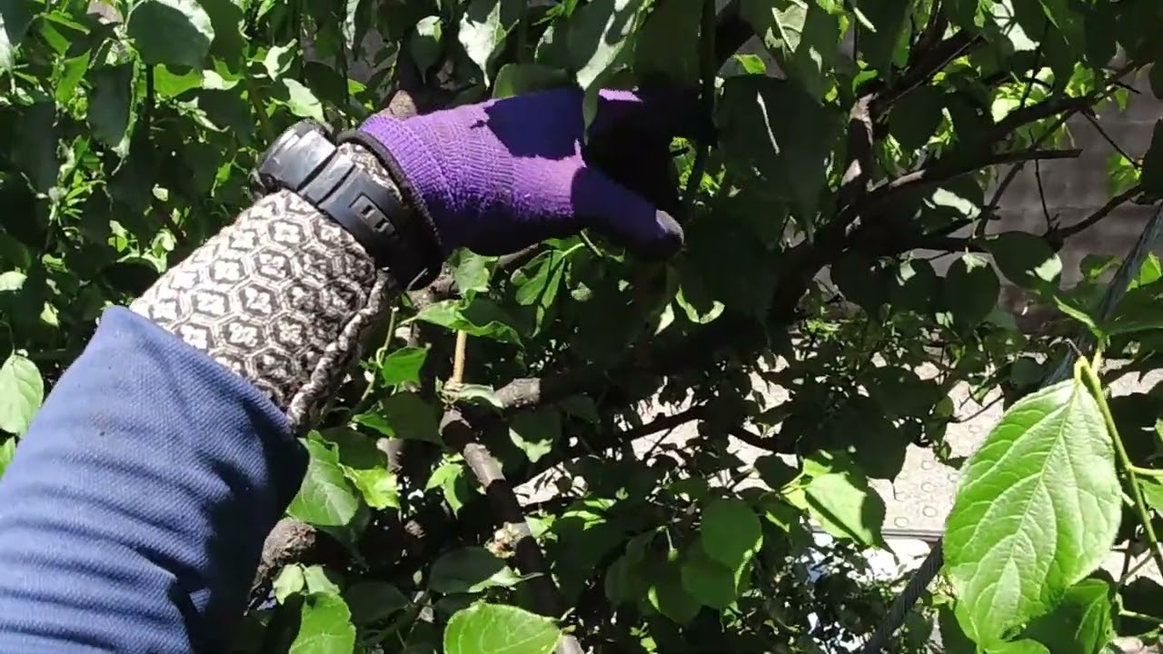 No.214_ ウメの夏期つぶやき剪定