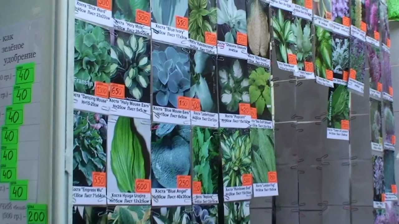 Продажа семян на вднх купить семена в интернет магазине марс