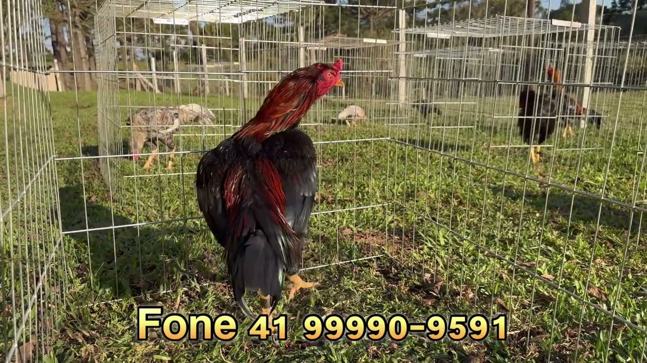 REPRODUTORES 2024 CRIATÓRIO PARANÁ