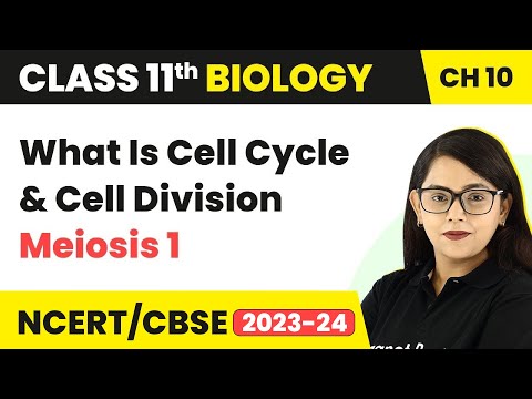 Class 11 Chapter 10 | What Is Cell Cycle and Cell Division | What Happens in Meiosis 1