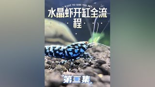 从开缸到入虾一步一步带大家认识了解水晶虾