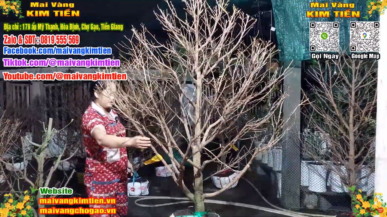 Mai Vàng Nhiều Nụ Đón Tết Bao Ship Toàn Quốc - Mai Vàng Kim Tiền Chợ Gạo