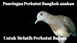 Pancingan Perkutut Bangkok Anakan|Untuk Memancing Perkutut Bahan