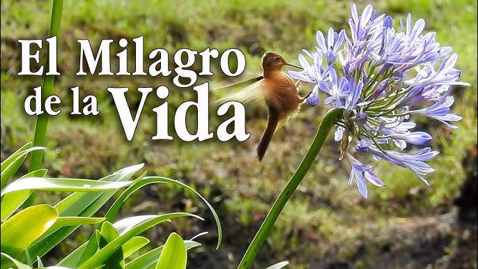 El milagro de la vida y su desarrollo en 9 meses