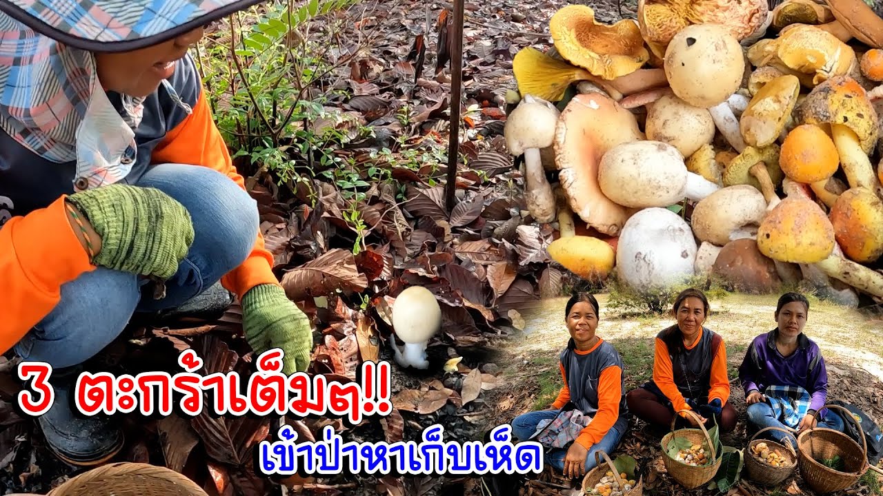 ป้าด!!! 3 ตะกร้าเต็มๆ?? เข้าป่าหาเก็บเห็ด