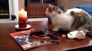 Cat Puts Out Candle