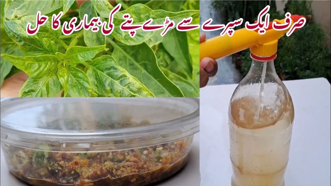Patte Murne ka Hal Sirf Ik Spray se | Make Cheap Organic Pesticide for Leaf Curl Virus | RMG
