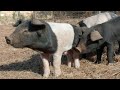 New pigs on the block  welcoming our newest arrivals  free range homestead ep67