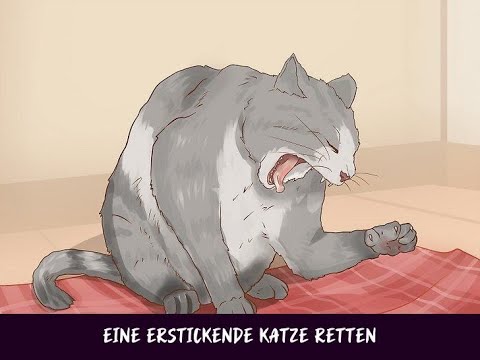 Video: Eine erstickende Katze retten – wikiHow