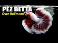 Pez Betta Over Halfmoon