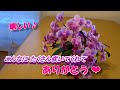 【蘭の花が満開】おととしの母の日にプレゼントしてもらった蘭が、満開になりました！