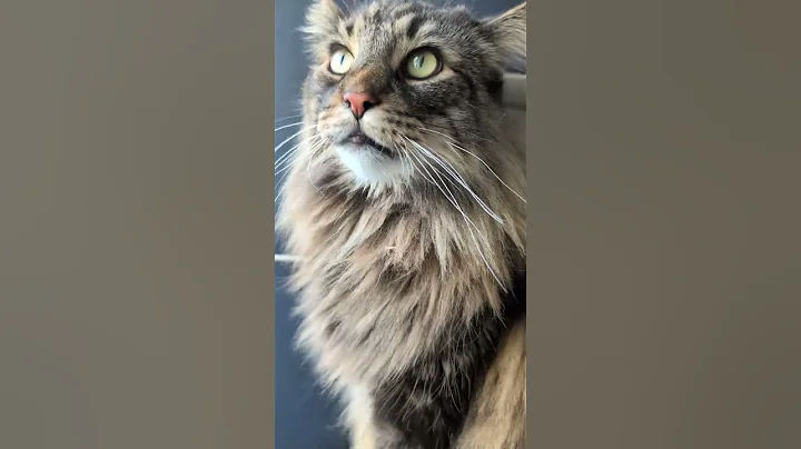 Video 11570251: forest cat norwegianforestcat, norwegian forest, forest cat living, cat reaction