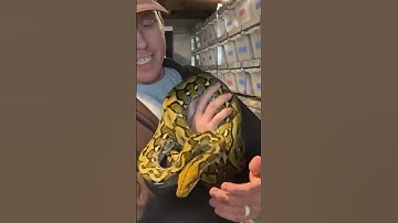 The Greatest Of All Time? #retics #dwarf #snake