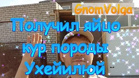 Получил яйцо кур породы Ухейилюй