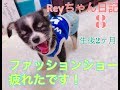 【愛犬Reyちゃん日記8 】 2ヶ月浴衣、デニムなど愛犬ファッションショー！犬服かわいい動画　おもしろ動画　犬の赤ちゃん