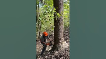 Stihl 661c Cutting Down A Tall Poplar Tree #shorts #logging #stihl