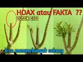 CARA MEMAKSA/MEMPERBANYAK ADENIUM AGAR BERCABANG LEBIH BANYAK MENGGUNAKAN TUSUK GIGI ? HOAX / FAKTA?