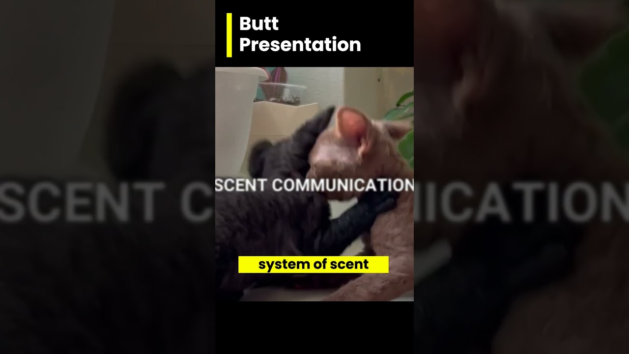 Why Do Cats Show You Their BUTTS?