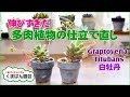 伸びすぎた多肉植物の仕立て直し(白牡丹)【くまパン園芸】