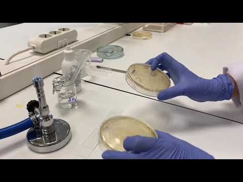 Video: Mikrobiyolojide katalaz testi nedir?