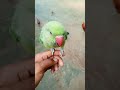  mitthu parrot