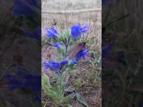 Video: Bunga Bugloss Viper - Di Mana dan Cara Menanam Tumbuhan Bugloss Viper