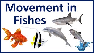 Movement in Fishes - Fish locomotion and Movement - Movement in fish class 6 - Movement of fish