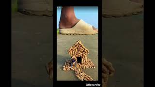 Amazing idae photography 👀😯#shorts #photography #idaes
