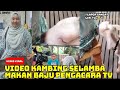 Kambing makan baju wartawan tv3