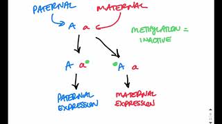 Prader-willi vs. angelman syndrome ...