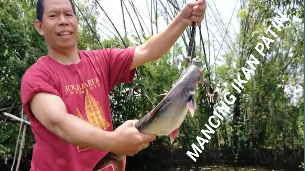 Mancing ikan patin di waduk & tambak serta tips bermanfaat - Berita