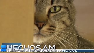 Los gatos le hacen dano a las embarazadas Verdad o Mito