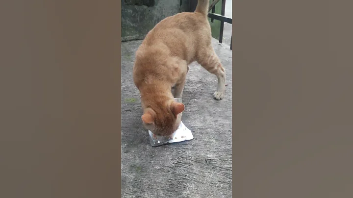 Video 1793981: persian cat meow kucing, persian cat kitten meowing, persiancat kitten baby cat, persiancat cats catlover, persian cat kitten animal