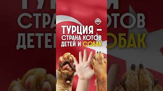 с домашними животными в Турцию #турция #переезд #турецкаясемья #турецкиесериалыпролюбовь #инвестиции