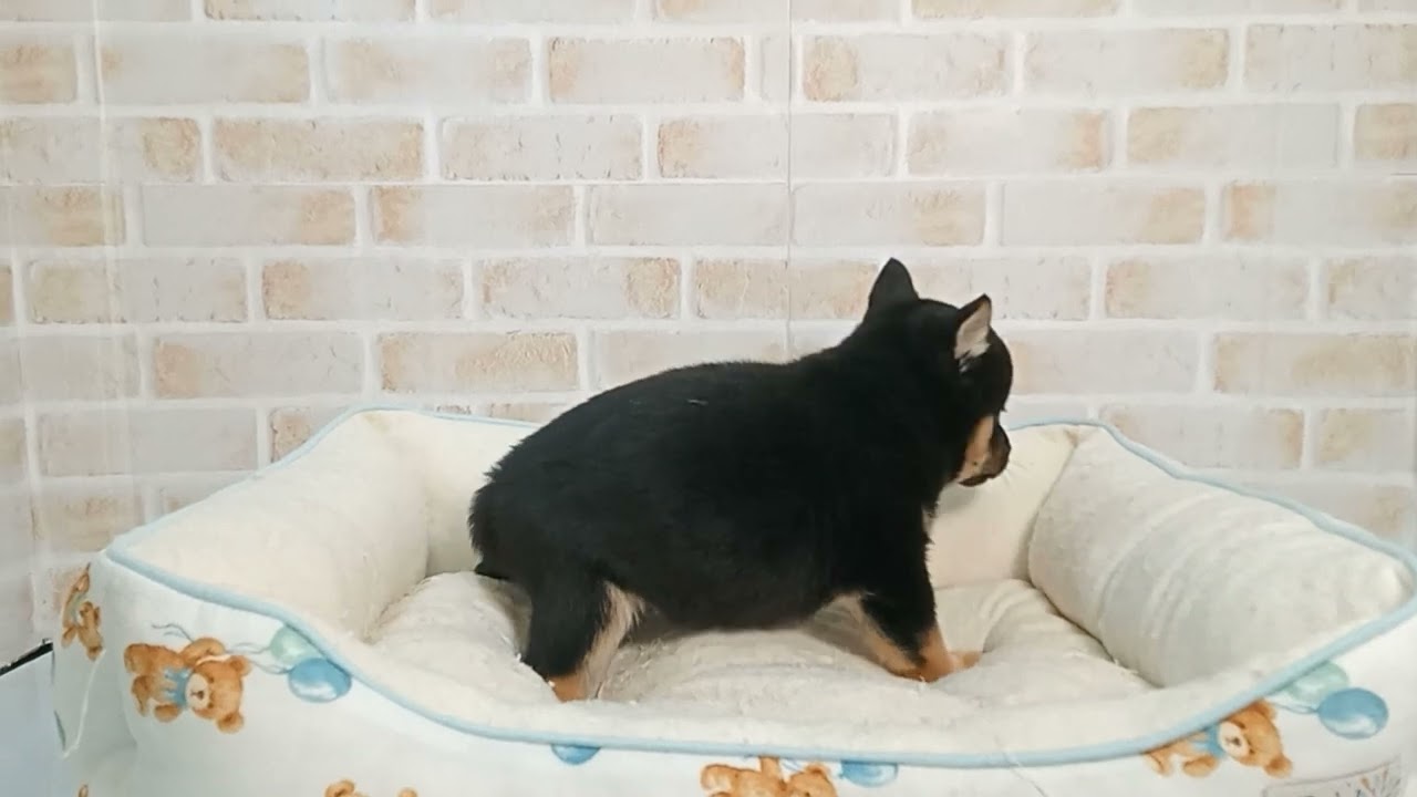 741500 豆柴 - YouTube