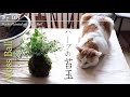 #7 DIY ハーブの苔玉の作り方  【初心者でも作れる完全ガイド】 | ガーデニング＆ハーバルライフ | How to make Moss Ball with herbs