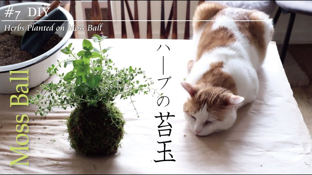 #7 DIY ハーブの苔玉の作り方  【初心者でも作れる完全ガイド】 | ガーデニング＆ハーバルライフ | How to make Moss Ball with herbs