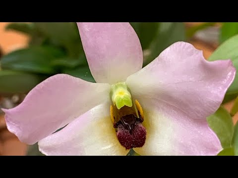 Video: Identifikasi Dan Penentuan Simultan Flavonoid Di Dendrobium Officinale