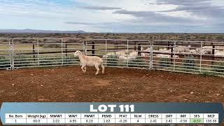 SALTBUSH LOT 111 2024