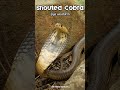 Listen To The Sound Of A Snouted Cobra Hissing Puffing Snake Venomous Wildlife 