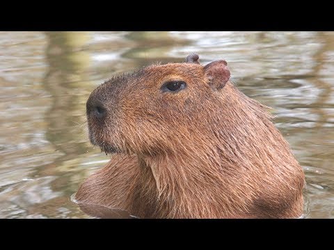 CAPIVARA - CAPIVARA